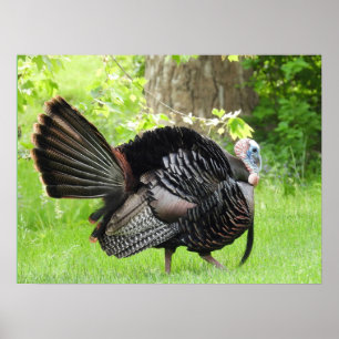 Mature Male Wild Türkei zeigt Feathers Poster