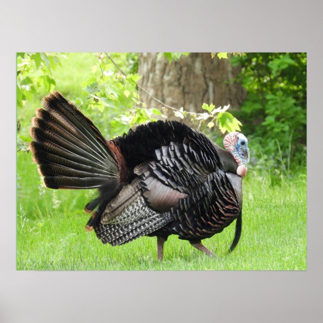 Mature Male Wild Türkei zeigt Feathers Poster (Vorne)