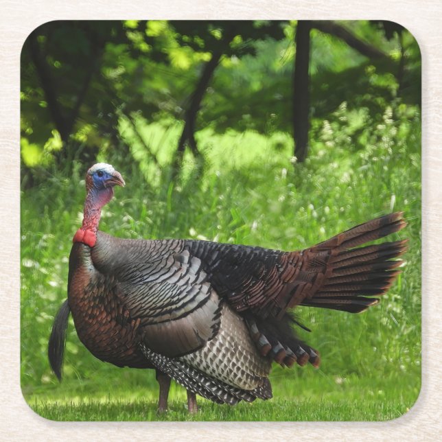 Mature Male Wild Türkei zeigt Feathers Rechteckiger Pappuntersetzer (Vorderseite)