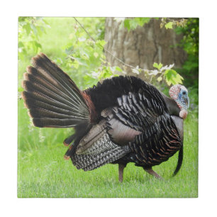 Mature Male Wild Turkey Displaying Feathers Fliese