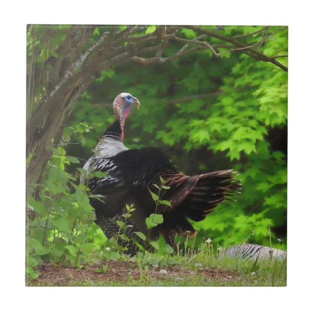 Mature Male Wild Turkey  Fliese (Vorderseite)