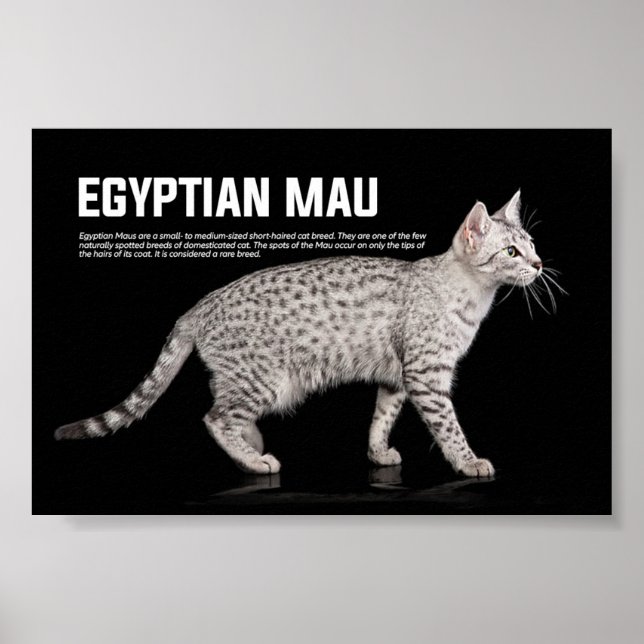 Mau Cat Breed Poster (Vorne)