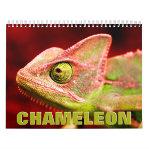 Mauerkalender von Chameleon 2022 Kalender