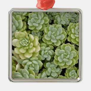 Mauerpfeffer-Pflanzenmuster Silbernes Ornament