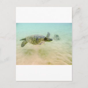 Maui Hi Beach Turtle 2014 Postkarte