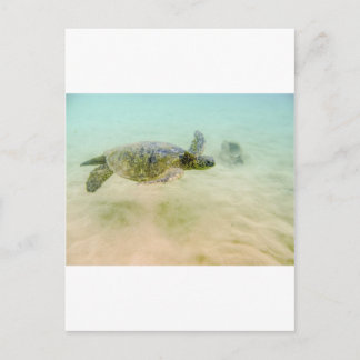 Maui Hi Beach Turtle 2014 Postkarte