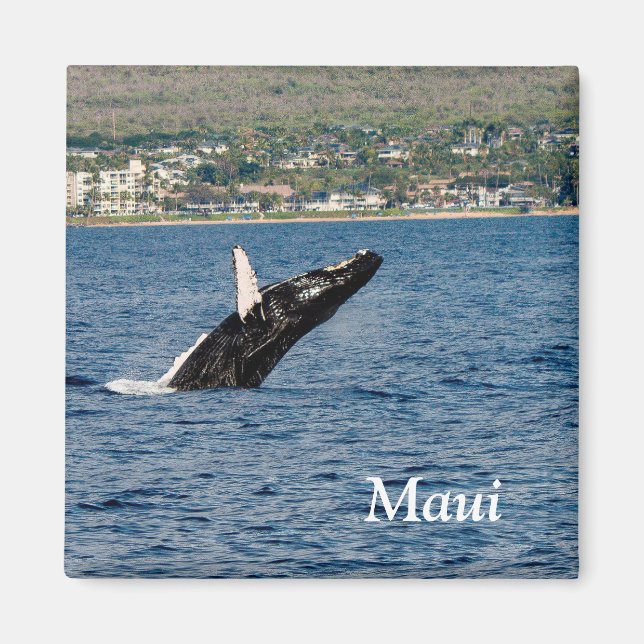Maui Humpback Whale bricht Magnet (Vorne)