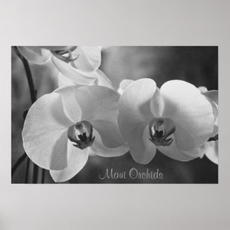 Maui Orchids Poster
