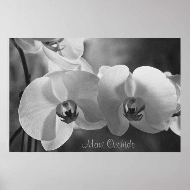 Maui Orchids Poster (Vorne)