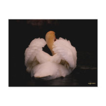 Maui Swan Postcard