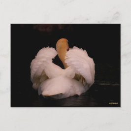 Maui Swan Postcard Postkarte