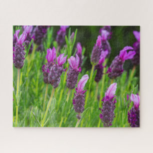 Maui Upcountry Lavender Blooms