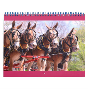 Maultiere und Esel Kalender