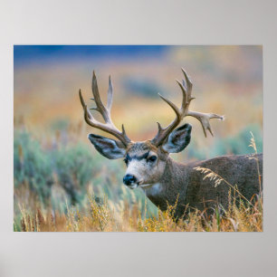 Maultierhirsch Bock Grand Teton National Park Wy Poster
