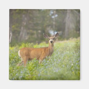 Maultierhirsch (Odocoileus hemionus) in der Wiese Magnet