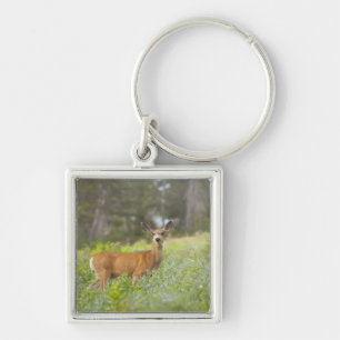 Maultierhirsch (Odocoileus hemionus) in der Wiese Schlüsselanhänger