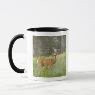 Maultierhirsch (Odocoileus hemionus) in der Wiese Tasse