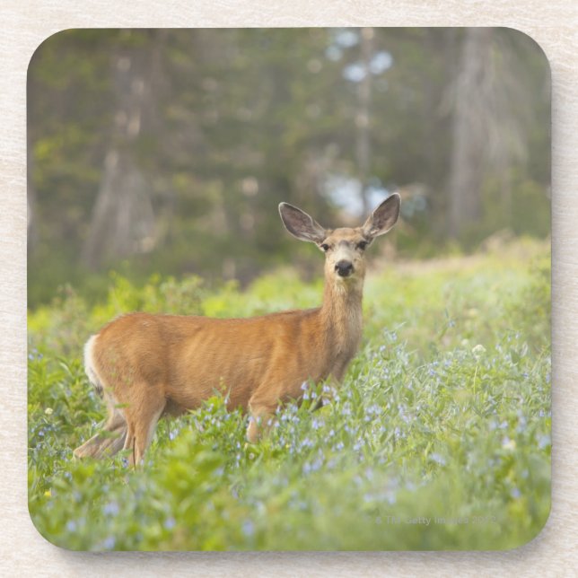 Maultierhirsch (Odocoileus hemionus) in der Wiese Untersetzer (Vorderseite)
