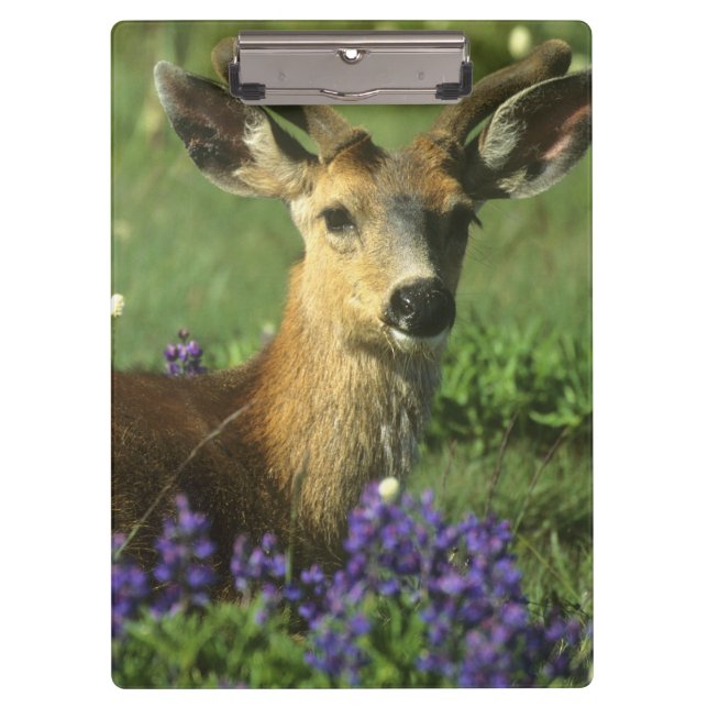Maultierhirsch, Odocoileus hemionus Klemmbrett (Vorderseite)