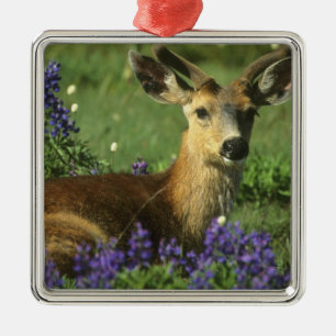 Maultierhirsch, Odocoileus hemionus Ornament Aus Metall