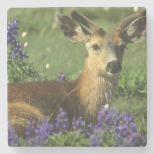 Maultierhirsch, Odocoileus hemionus Steinuntersetzer