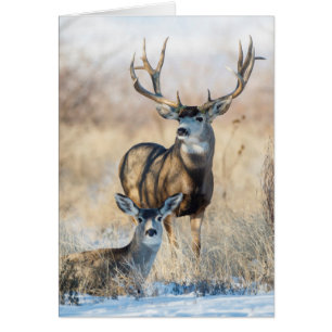 Maultierhirsch und -kuh