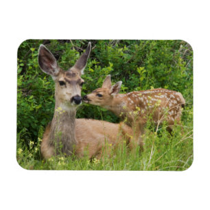Maultierhirschweibchen mit Kitz Magnet