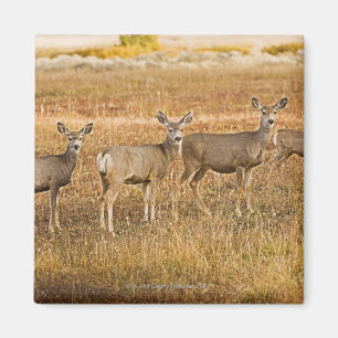 Maultierrotwild (Odocoileus hemionus) eins auf Magnet