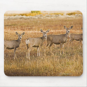 Maultierrotwild (Odocoileus hemionus) eins auf Mousepad