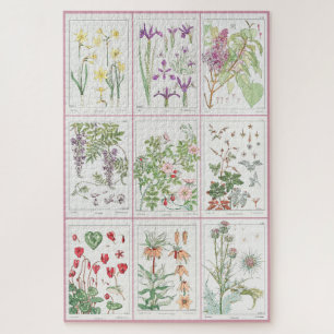 Maurice Pillard Verneuil Botanische Illustrationen