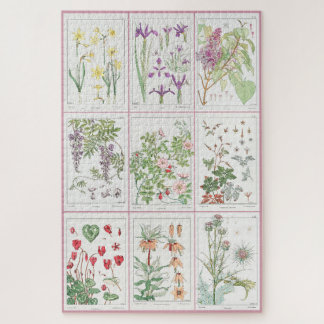 Maurice Pillard Verneuil Botanische Illustrationen