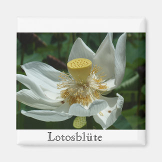 Mauritius, Lotosblüte Magnet