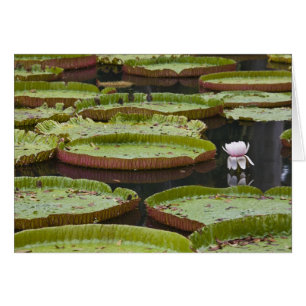 Mauritius, Pamplemousse, SSR Botanical