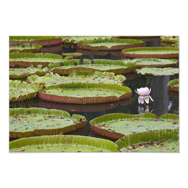 Mauritius, Pamplemousses, SSR Botanical Fotodruck (Vorne)