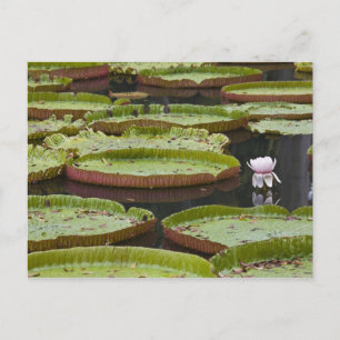 Mauritius, Pamplemousses, SSR Botanical Postkarte