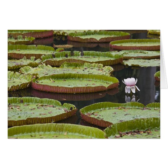 Mauritius, Pamplemousses, SSR botanisch Karte