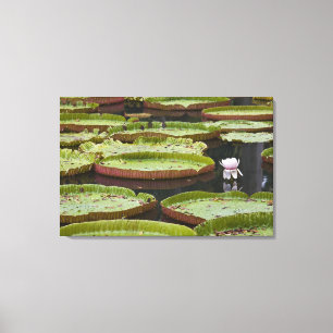 Mauritius, Pamplemousses, SSR Botanischer Garten Leinwanddruck