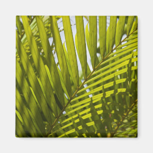 Mauritius, Zentral-Mauritius, Moka, Palme 2 Magnet