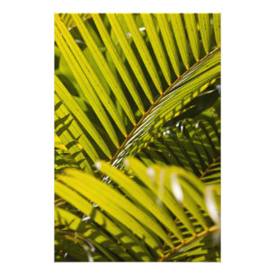 Mauritius, Zentral-Mauritius, Moka, Palme Fotodruck
