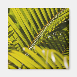 Mauritius, Zentral-Mauritius, Moka, Palme Magnet