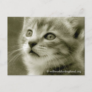 Maus beim Beobachten einer Vogel-Postkarte Postkarte