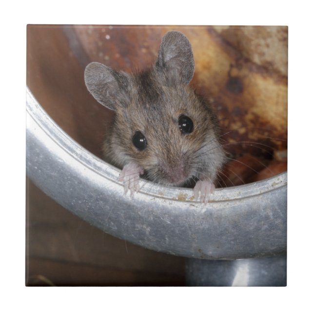 Maus in einer Teekanne Fliese (Vorderseite)