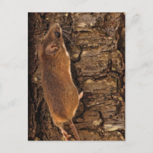 Maus Kletterbaum Postkarte