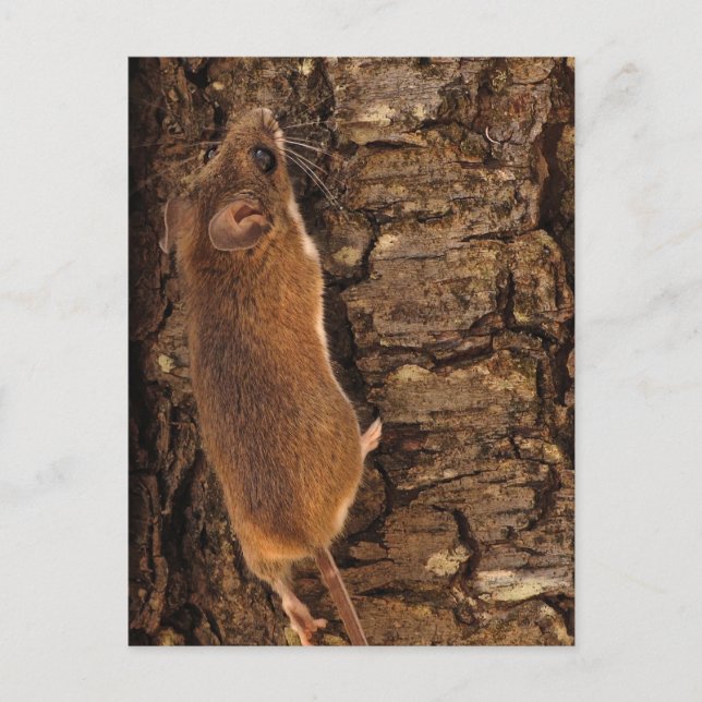Maus Kletterbaum Postkarte (Vorderseite)