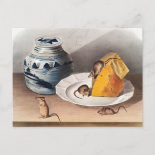 Maus (Mus-musculus) Illustration Postkarte