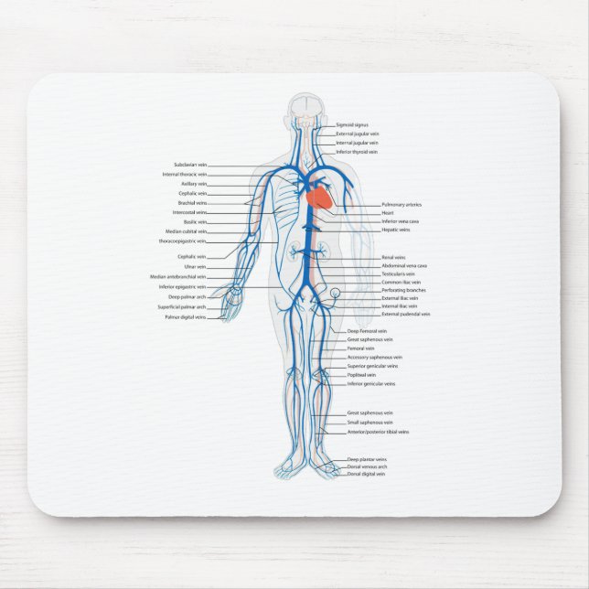 Maus Pad Arterialsystem Venen humane Kreisläufe Mousepad (Vorne)