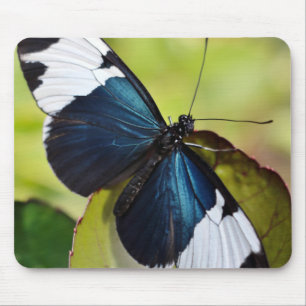 Maus-Pad/Blaue Langschwingenschmetterling Mousepad