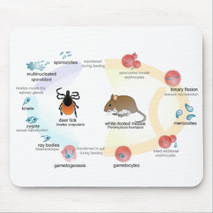 Maus Pad Diagramm Babesia microti Lebenszyklus Mousepad