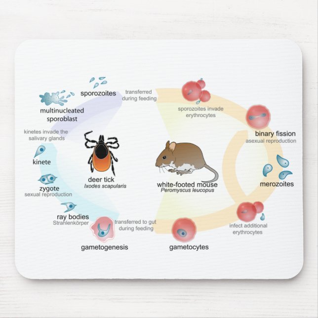 Maus Pad Diagramm Babesia microti Lebenszyklus Mousepad (Vorne)