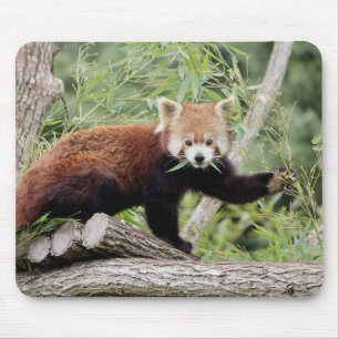 Maus Pad Foto roter Panda, Tiere 0390. Mousepad